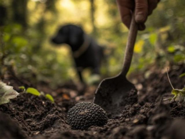 Culinary experiences in Umbria: taste authentic flavours